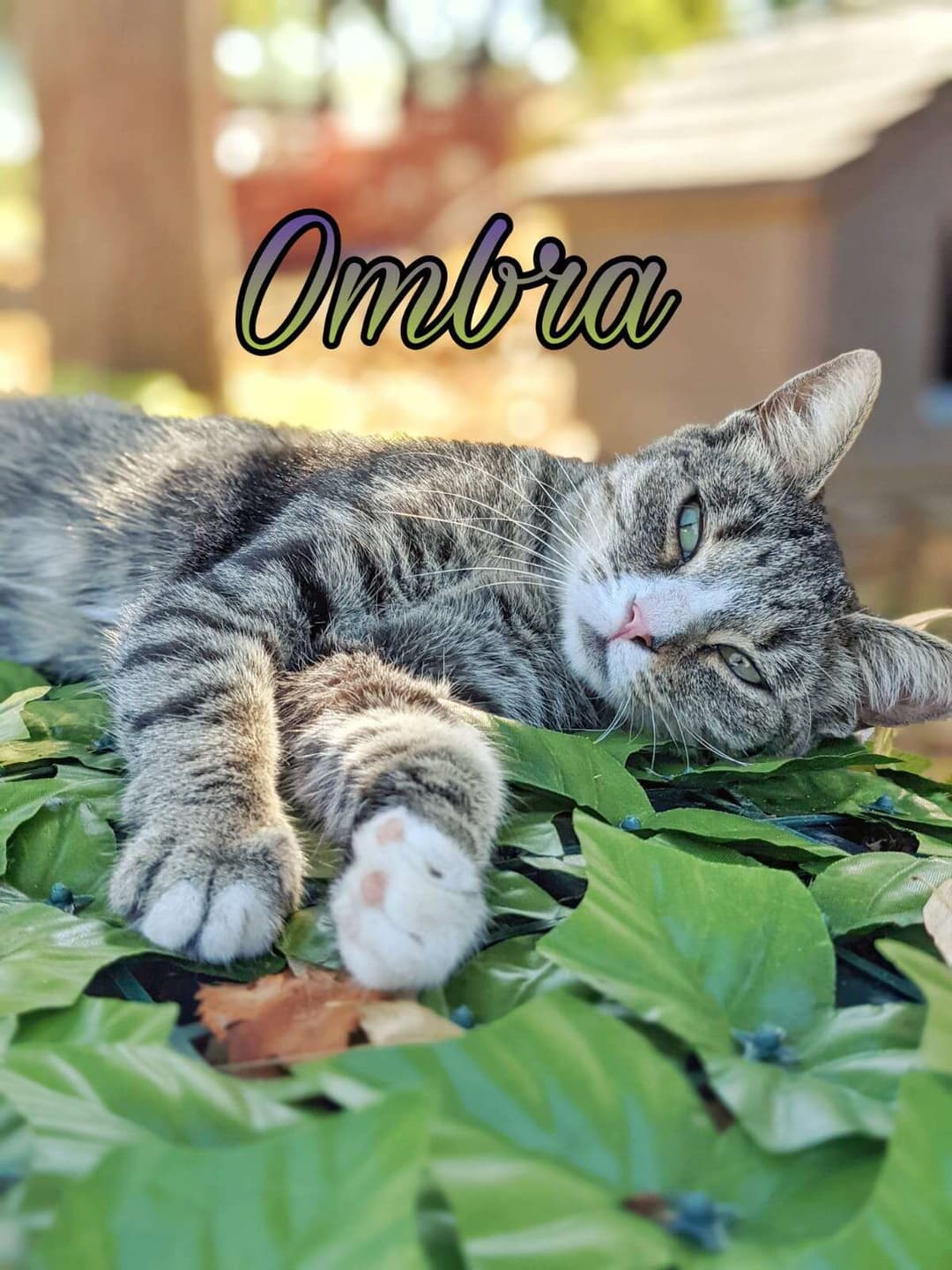 Foto 2 di Ombra
