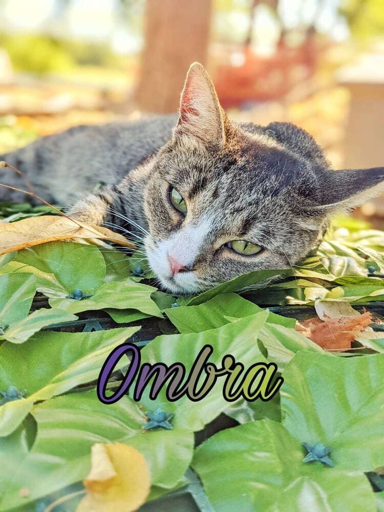 Foto 1 di Ombra