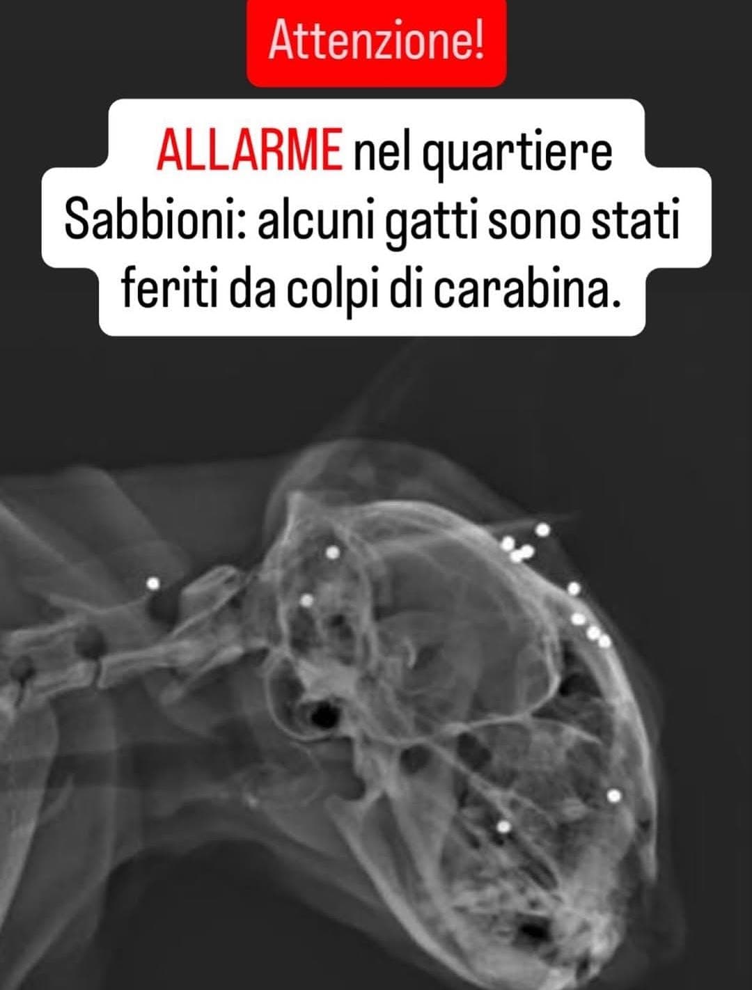 Attenzione! Allarme colpi di carabina