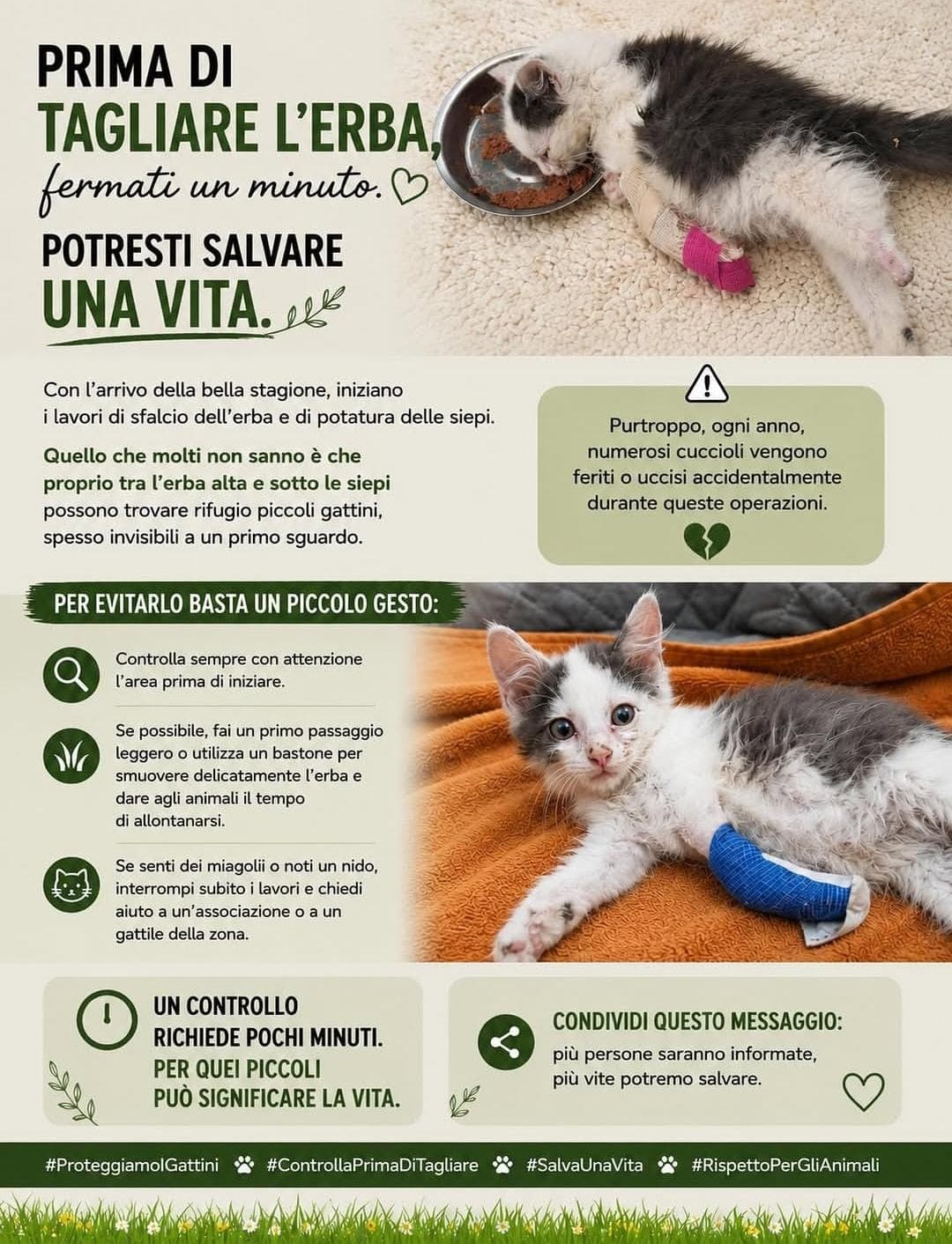 Prima di tagliare l'erba, fermati un minuto, potresti salvare una vita.