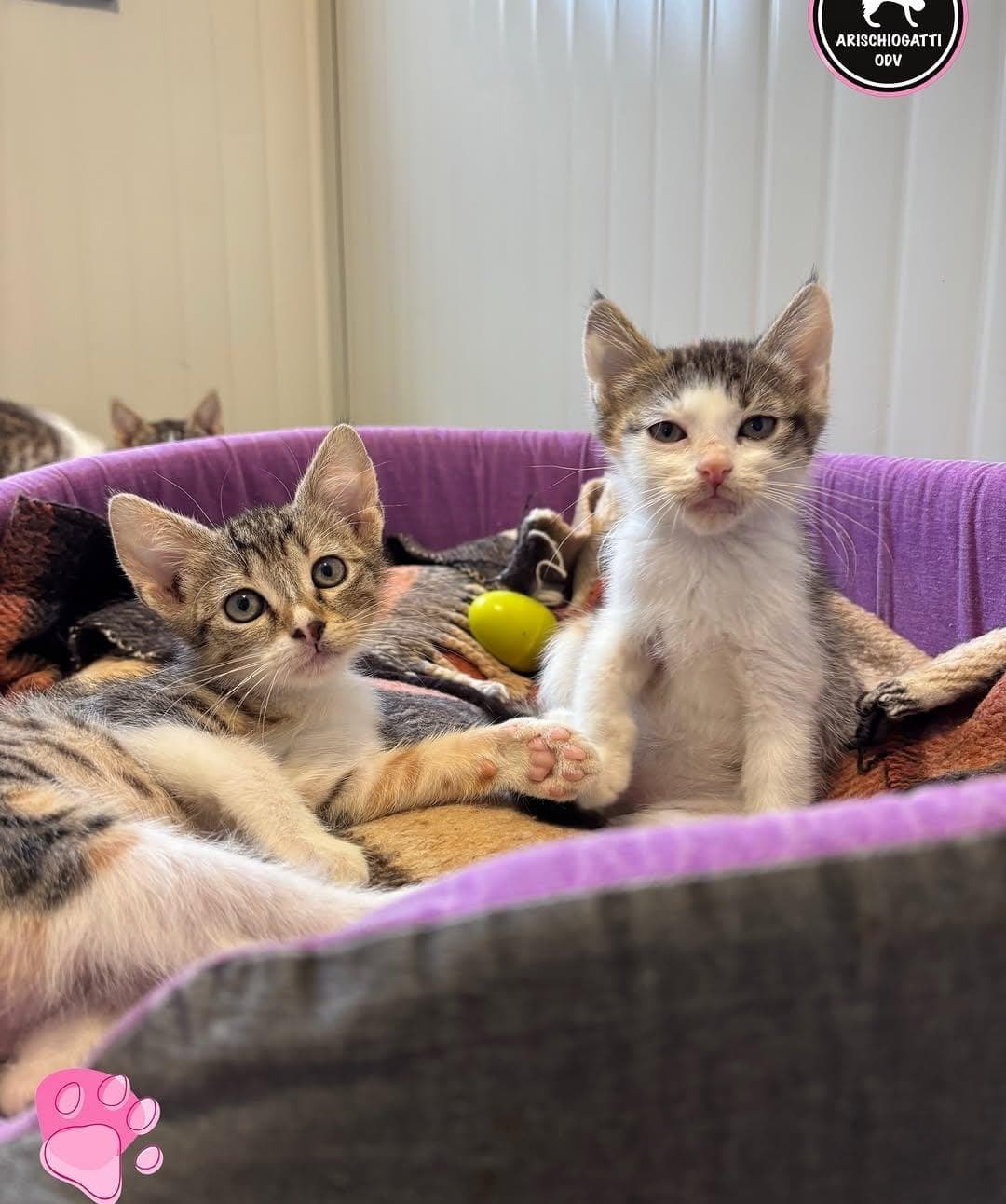 Foto 4 di Piccoli in cerca di casa