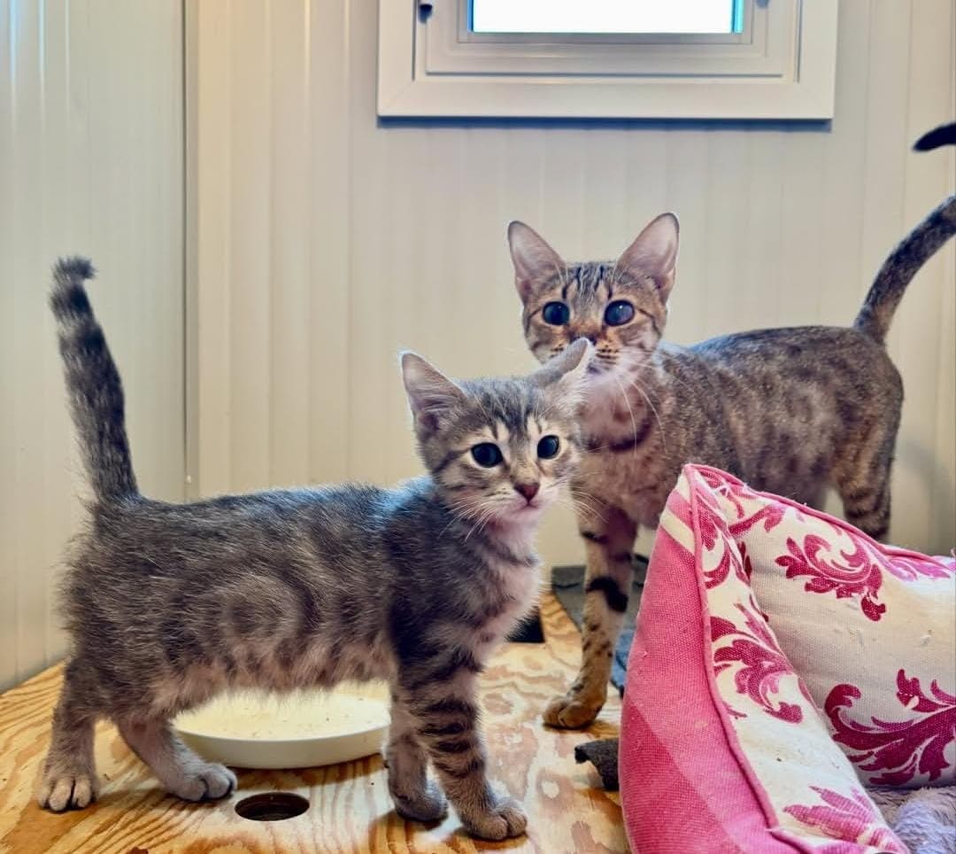 Foto di Adozione di coppia