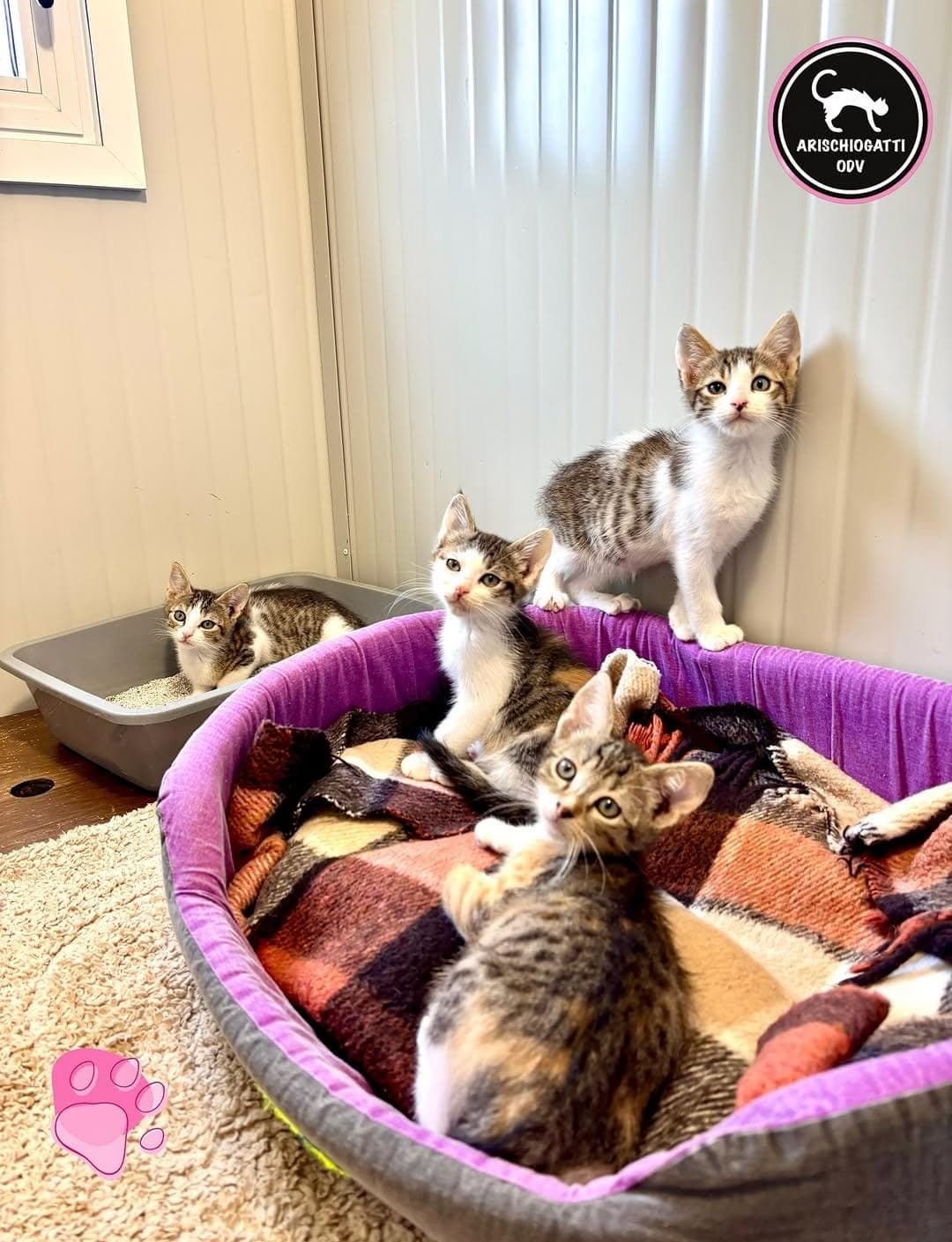 Foto di Piccoli in cerca di casa